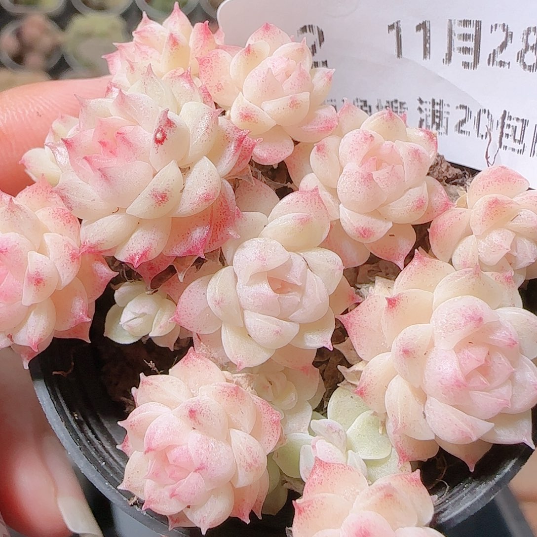 草****花语逸镜1128-22散