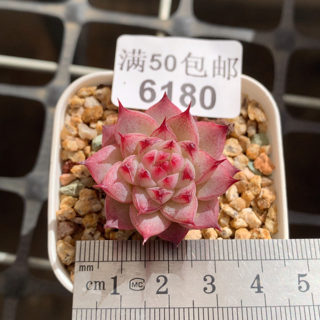 6180。安娜珍妮。红睫毛。