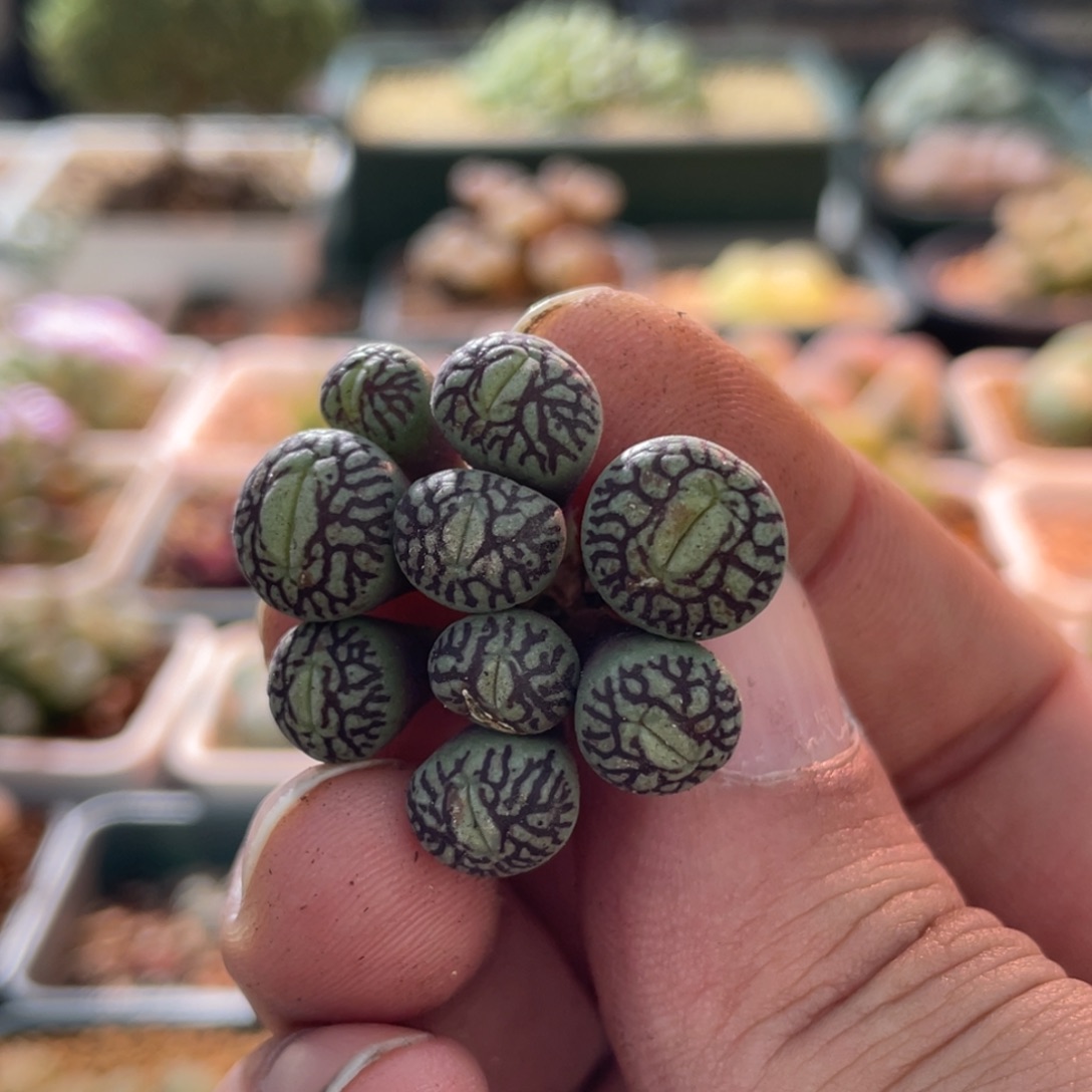 特特大嘴墨714植物一物一拍