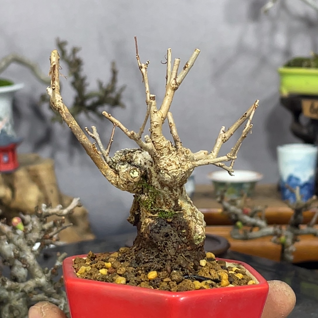 ****花无花朵新年快乐风生水起