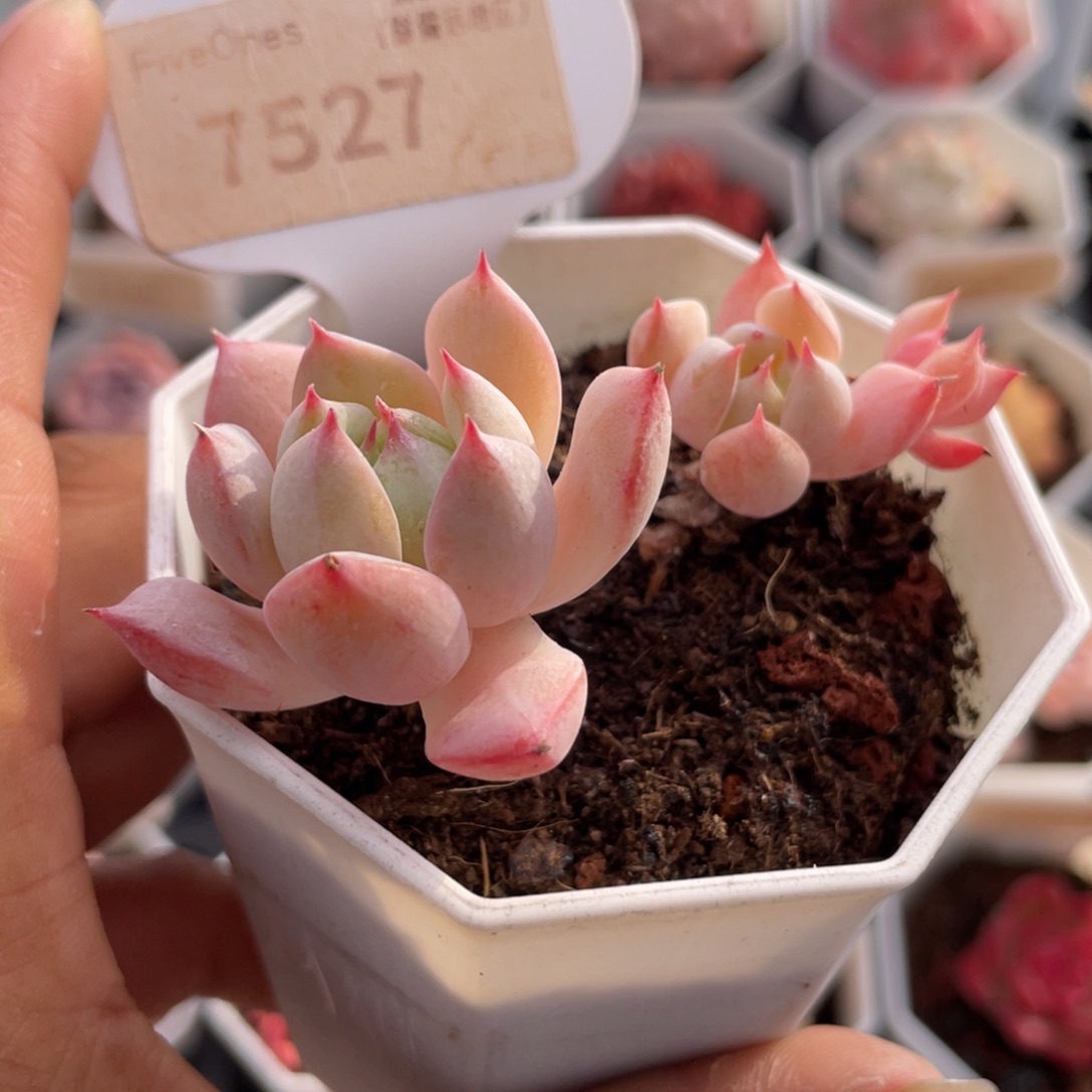 蓝鸟香槟7527-6.5厘米