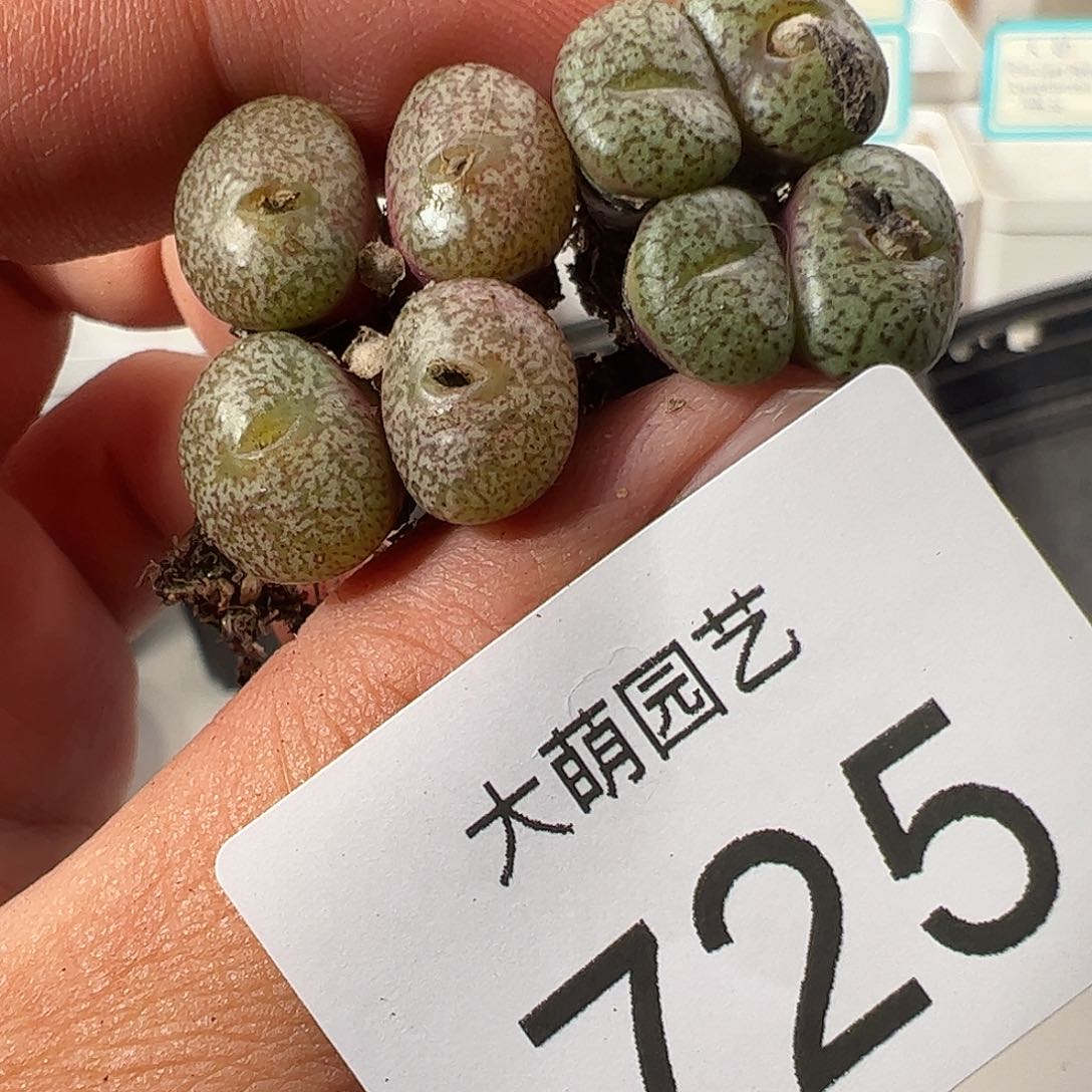 0000725 一物一拍……