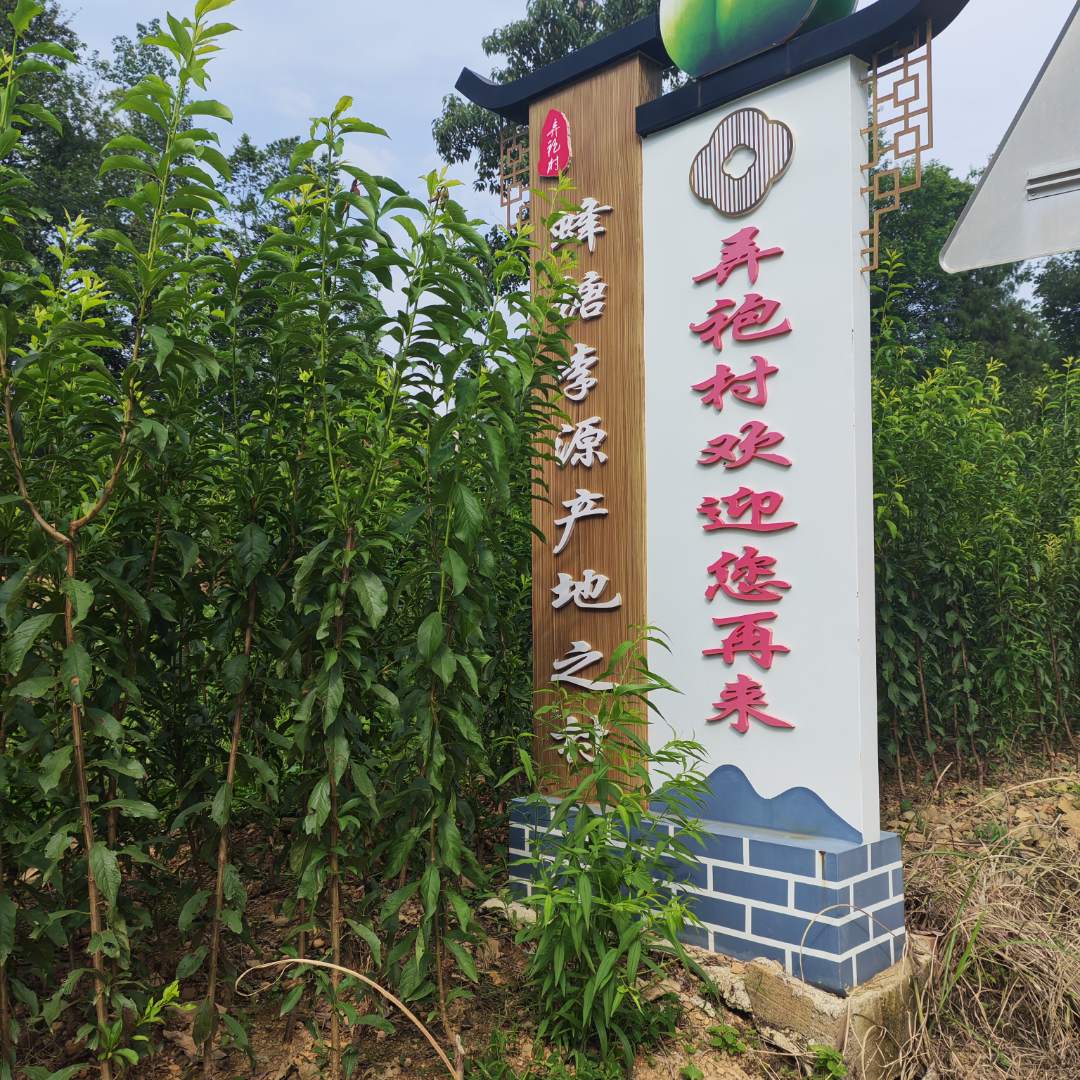 贵州省镇宁县六马镇大弄袍村蜂糖李树苗包邮现挖现发