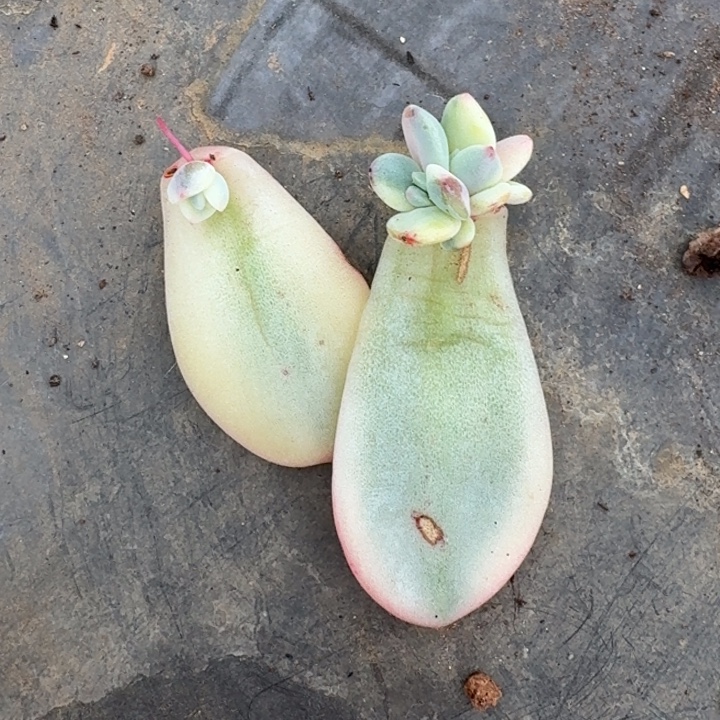 没***哥伊丽莎白叶片一物一拍