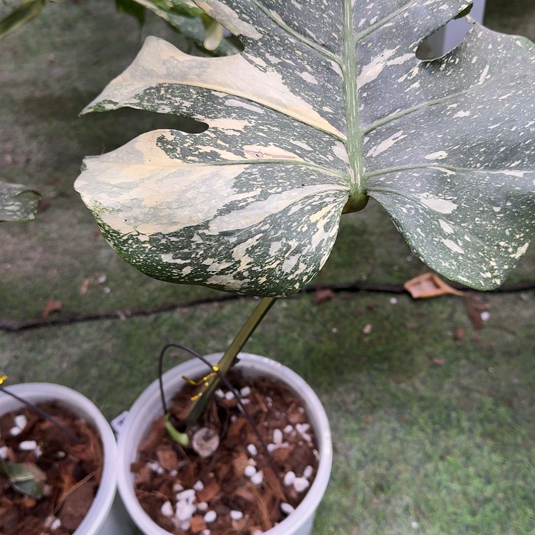 N***s无花朵泰版焦糖但也A16