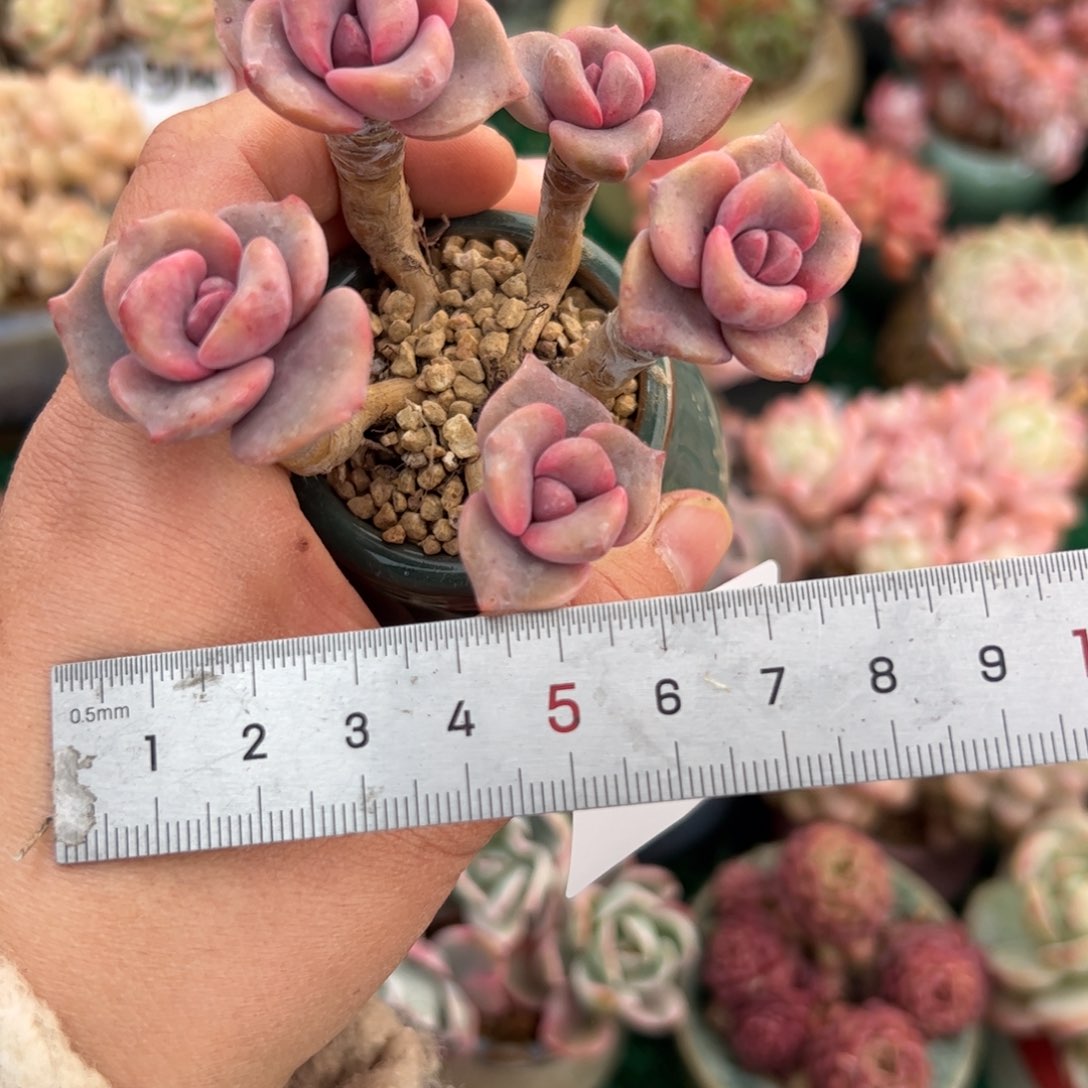 狮****747 多肉植物组合盆栽