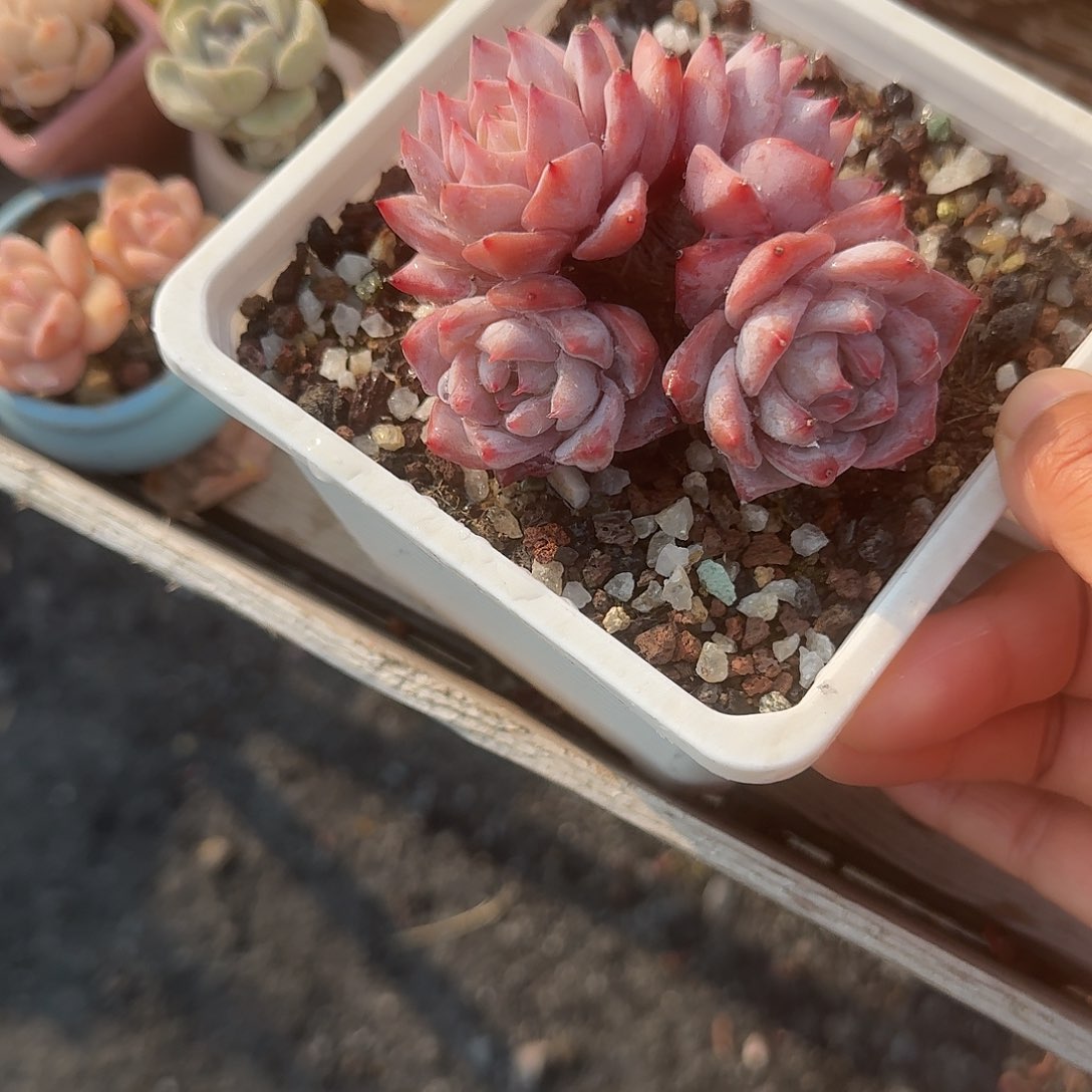 粉蓝鸟无砍朵朵树