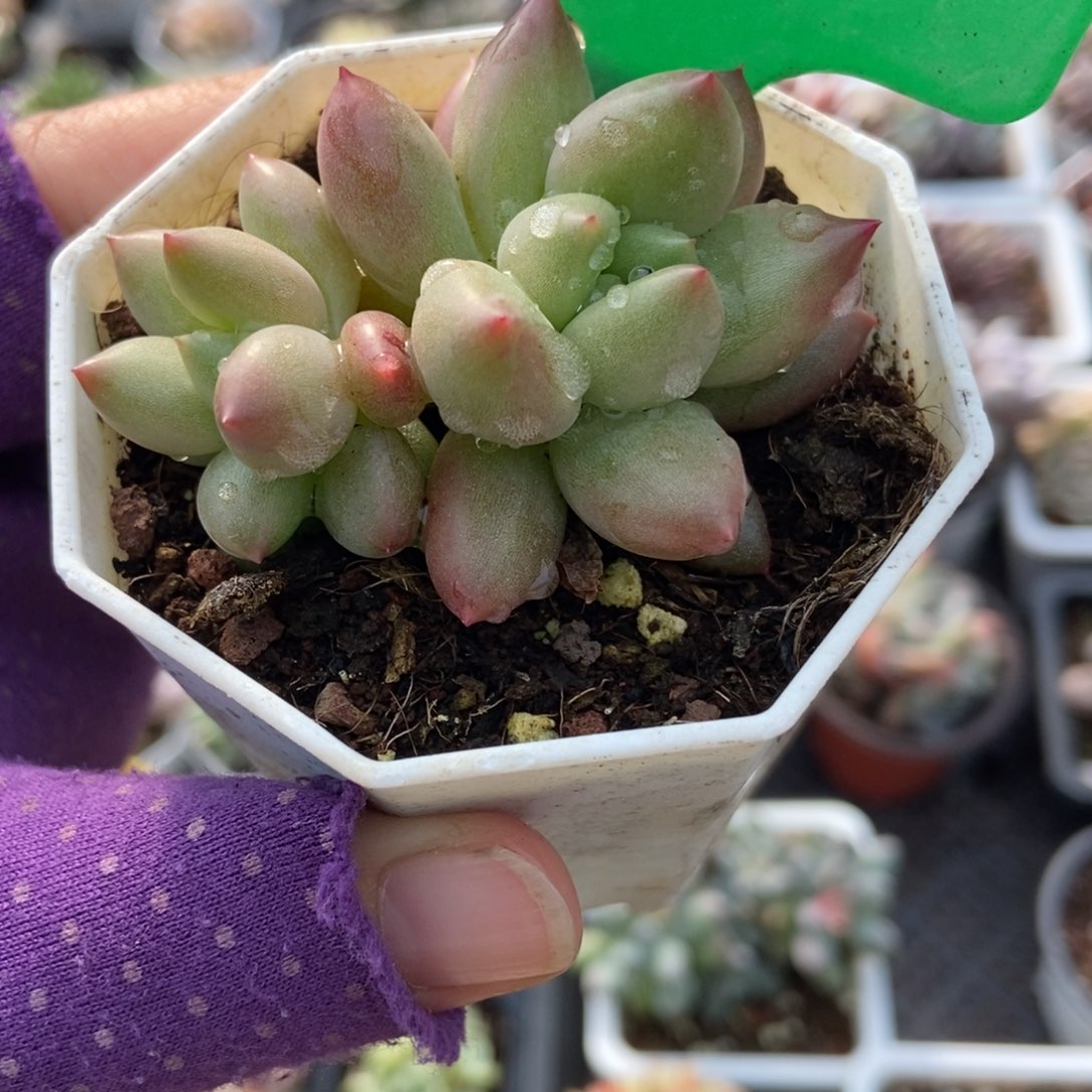 157米其林多肉植物