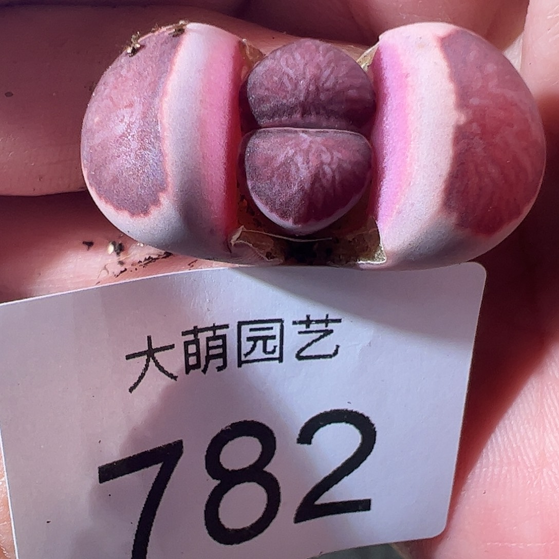 一物一拍优选紫菊782