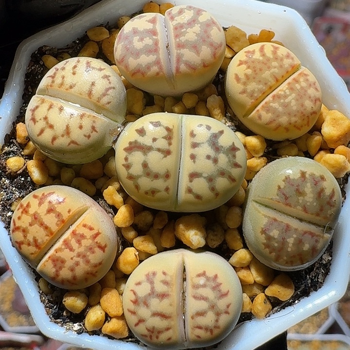 生石花112222。  129