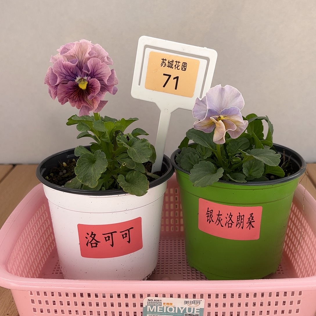 大部分开放少量花苞71