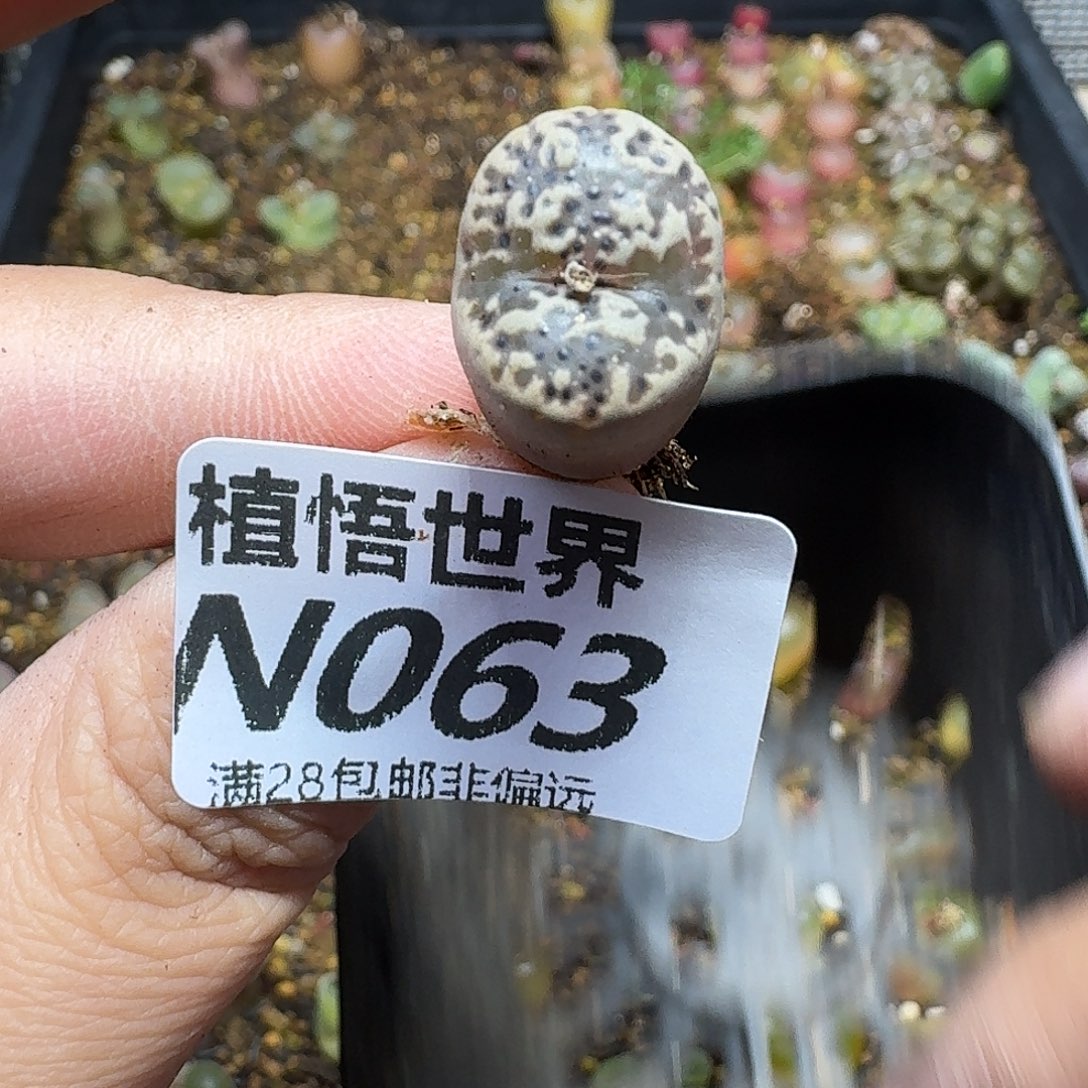 多肉植物的润泽fgb