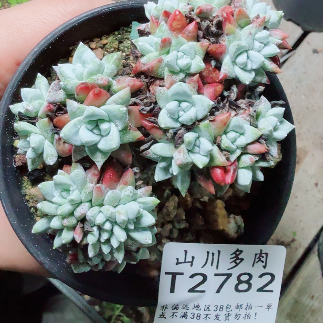 2782白菊仙女杯多肉