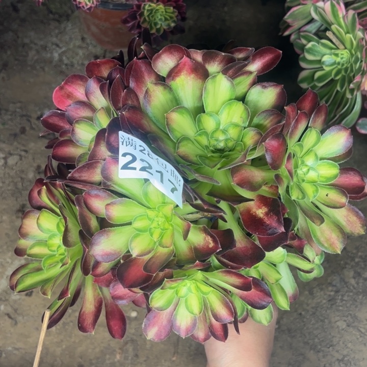 2217韶华多肉植物