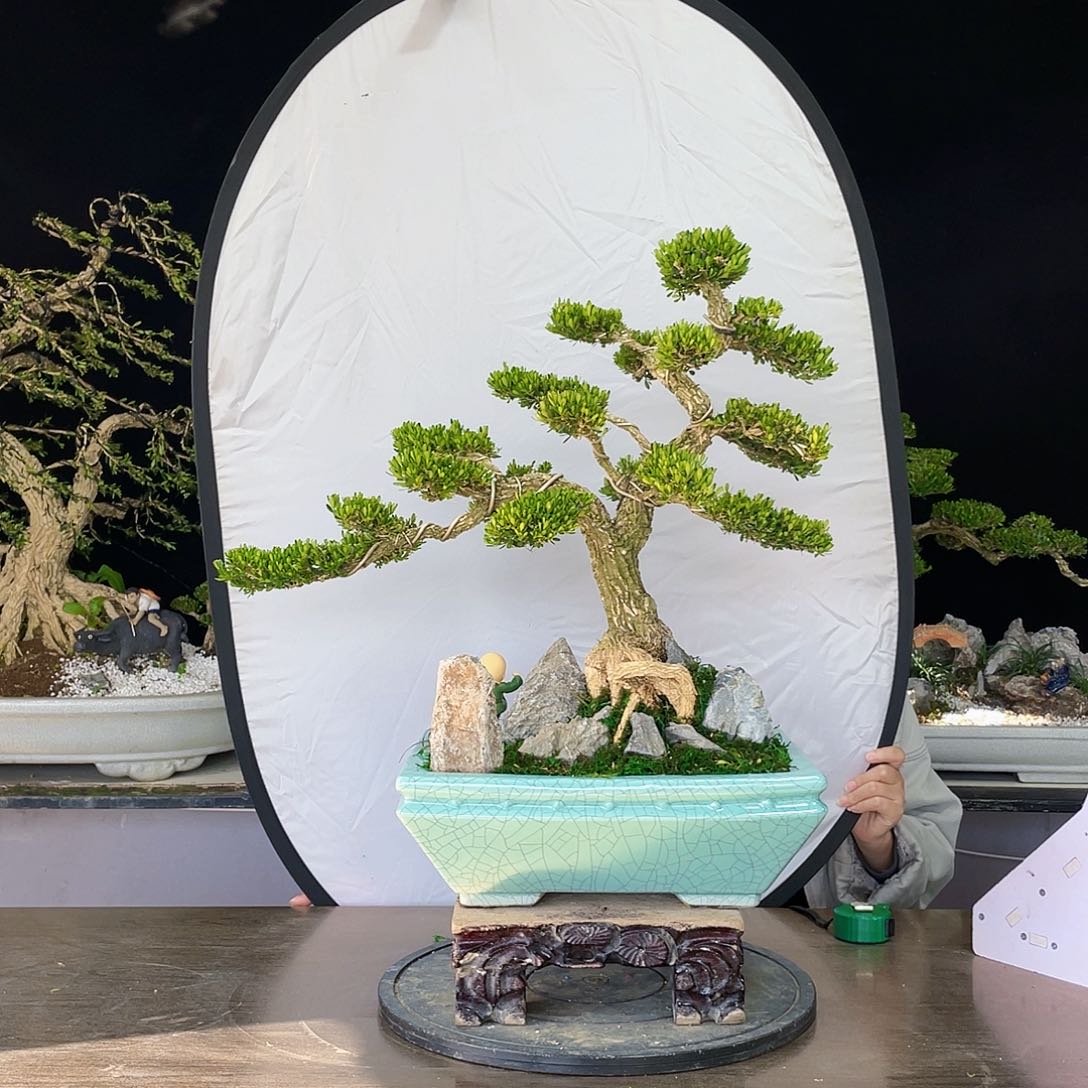 完全开放黄杨盆景四季常青