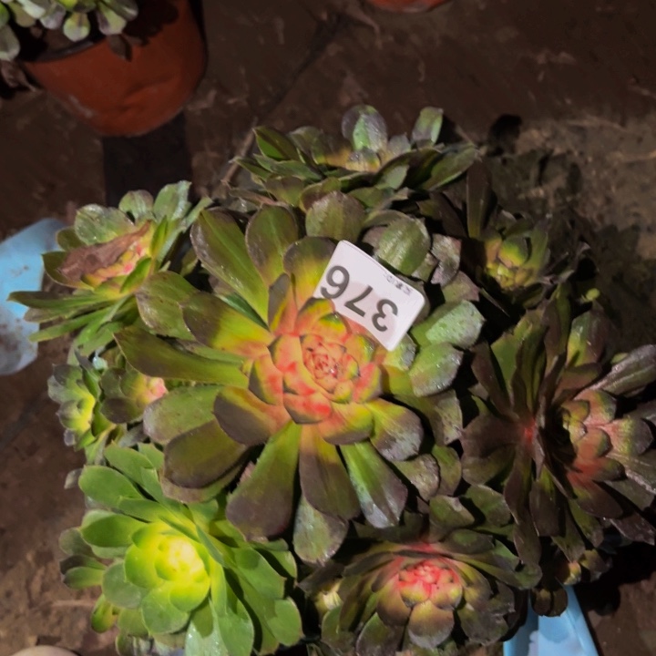 376花月夜科技锦多肉植物不售后
