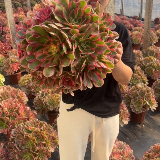 超大青苹果一颗包邮福利