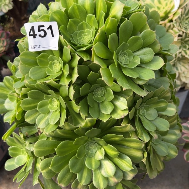 451绿羊绒30厘米左右