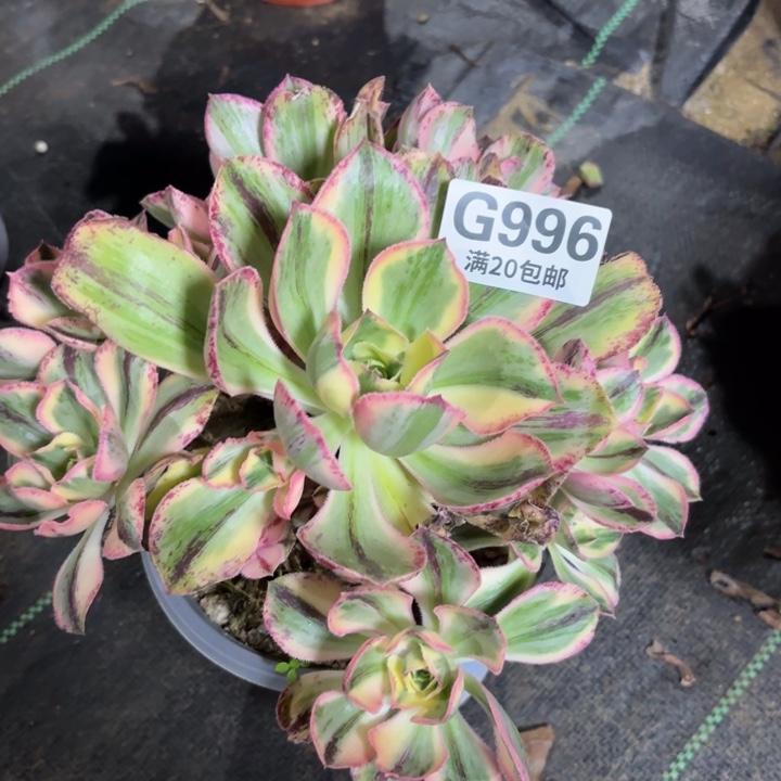 瑞妈一物一拍 996