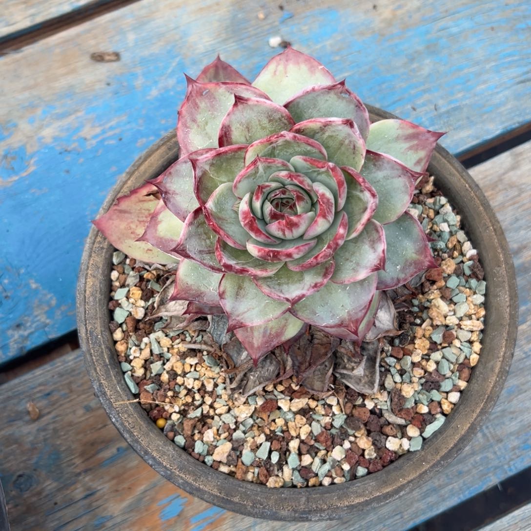 陆****谢谢哥～一物一拍1 42