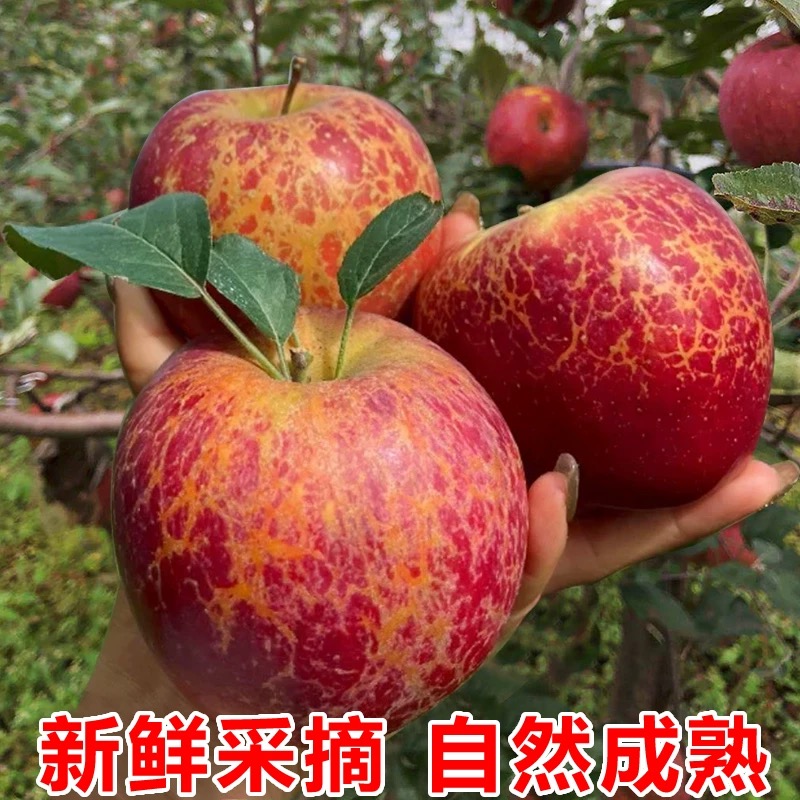 RH正宗四川大凉山盐源丑苹果 脆甜多汁