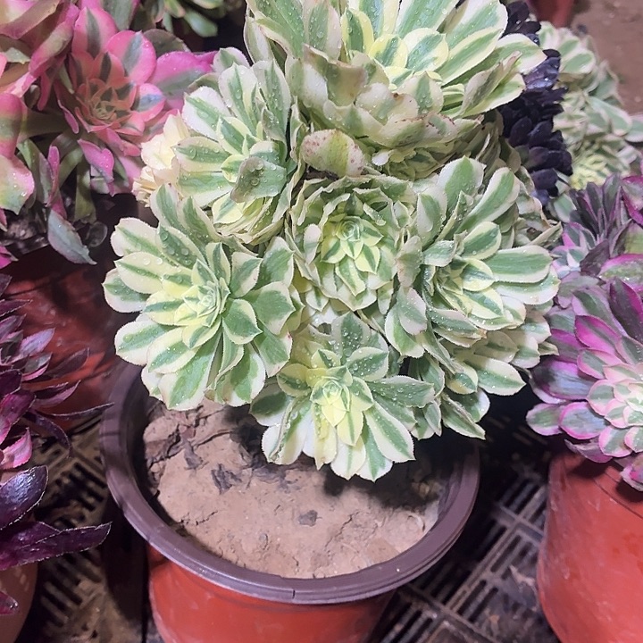 迈巴赫一棵脱土10.8