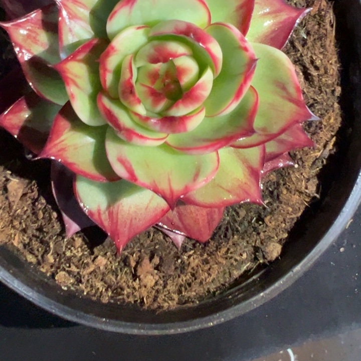 ∵***‘惊鸿仙子多肉植物