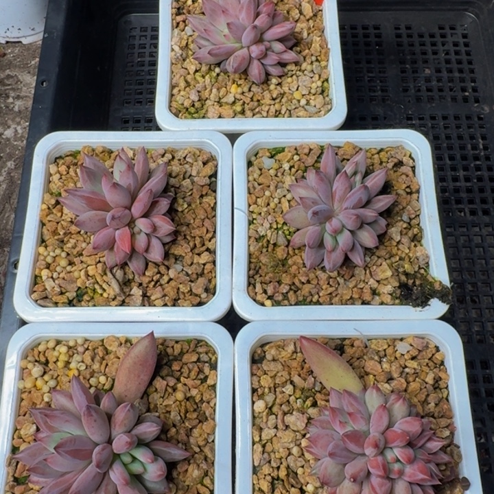 *****085多肉植物一物一拍