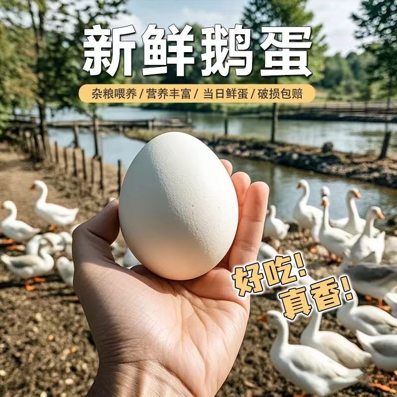 ss农家散养新鲜鹅蛋（90-100g左右）12枚散养鹅蛋 破损包赔 