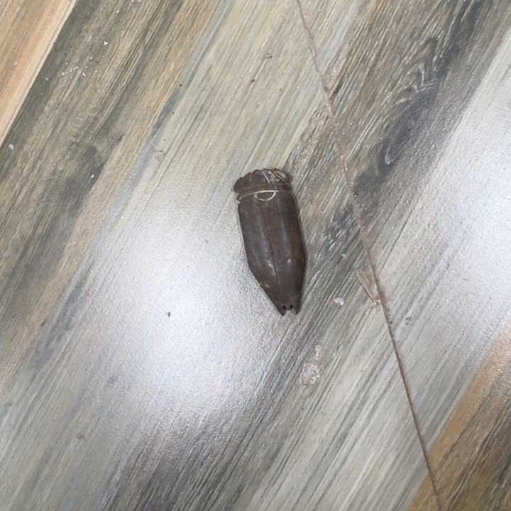 和田玉（青玉）未镶嵌挂件