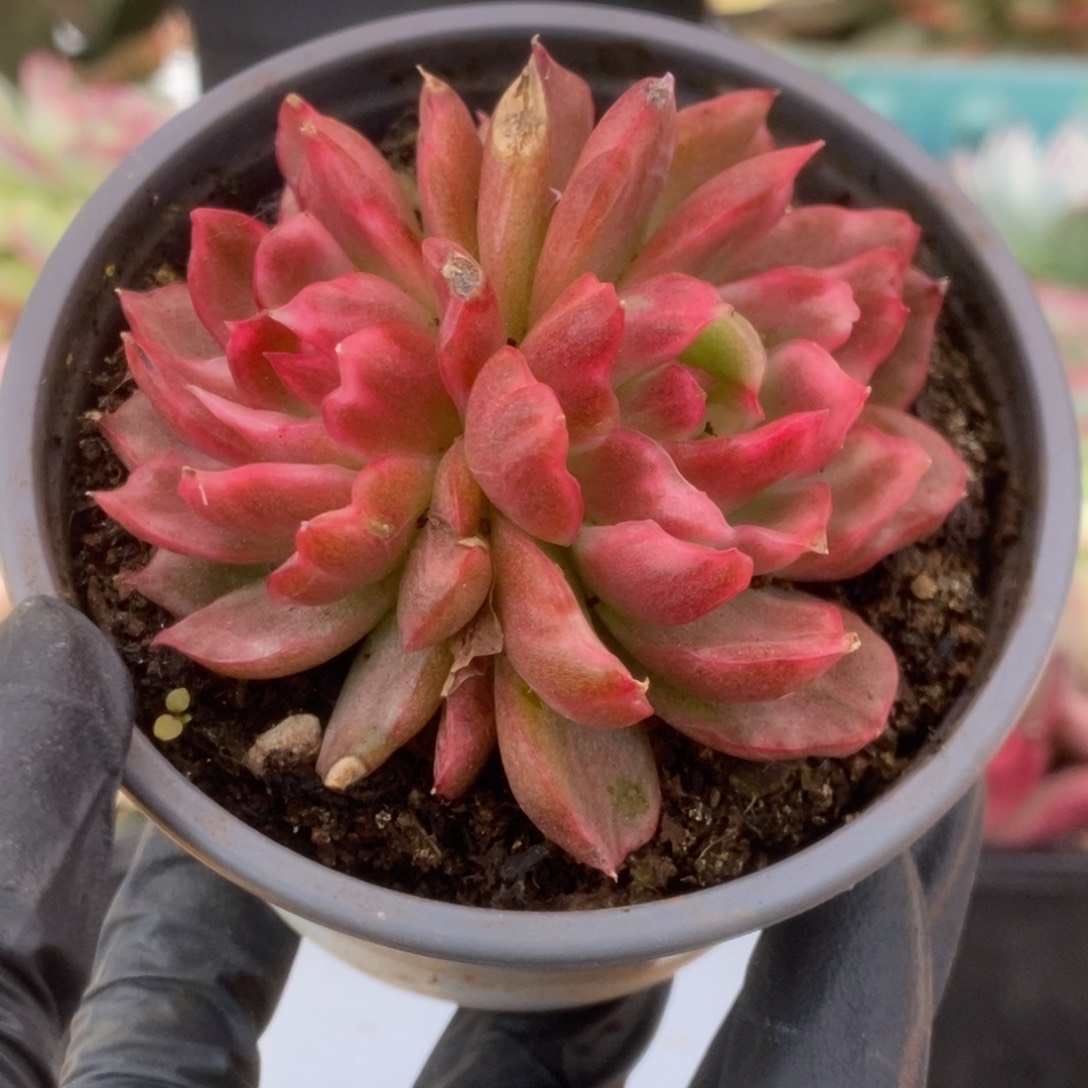 076红舞东云有伤锦锦锦