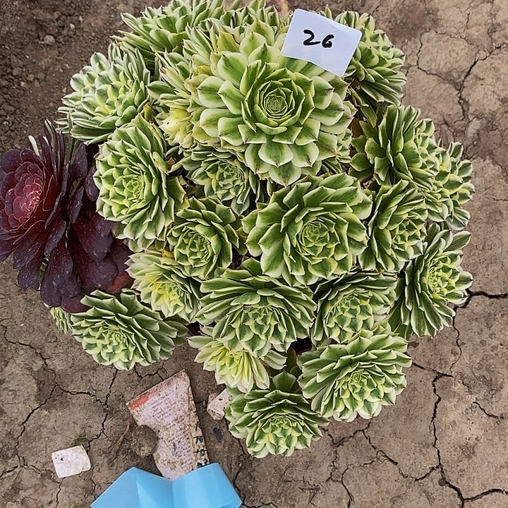 26号碧浪多肉38.8