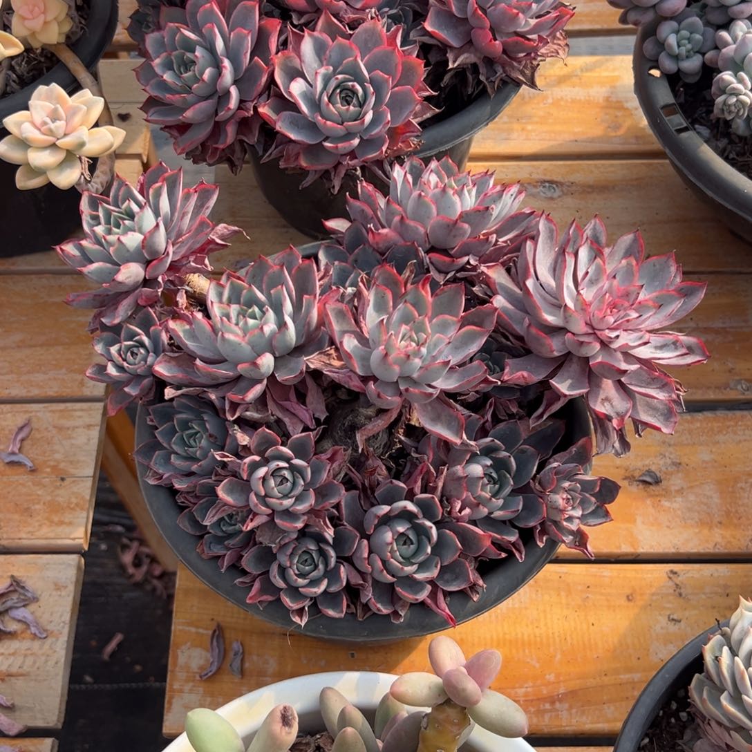 多肉多头赫拉【非偏远满18包邮】