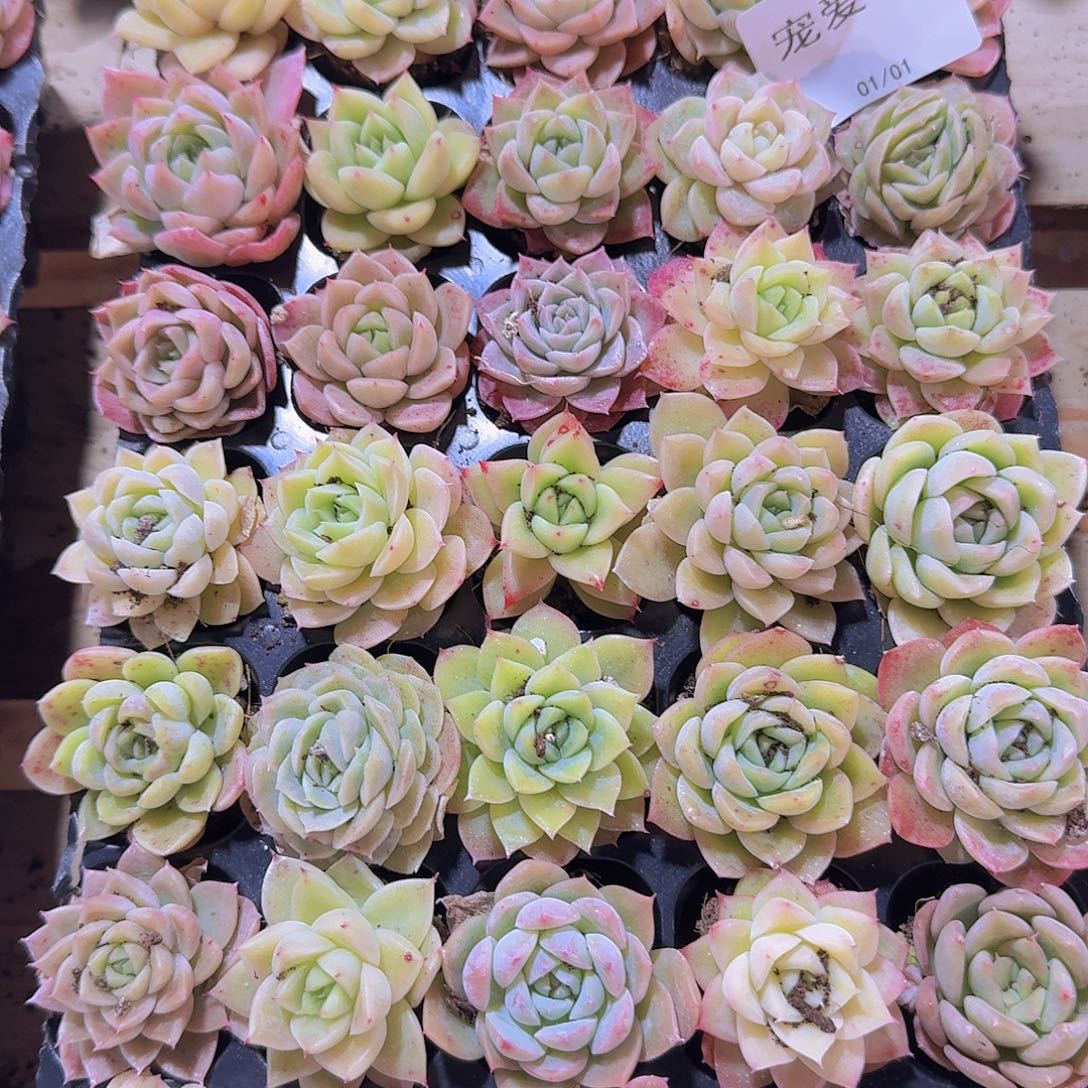 直播福利一物一拍342