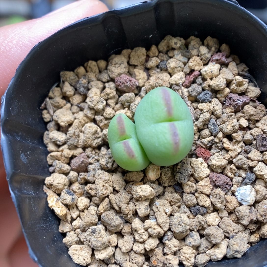 多肉植物肉锥杂交K-1050