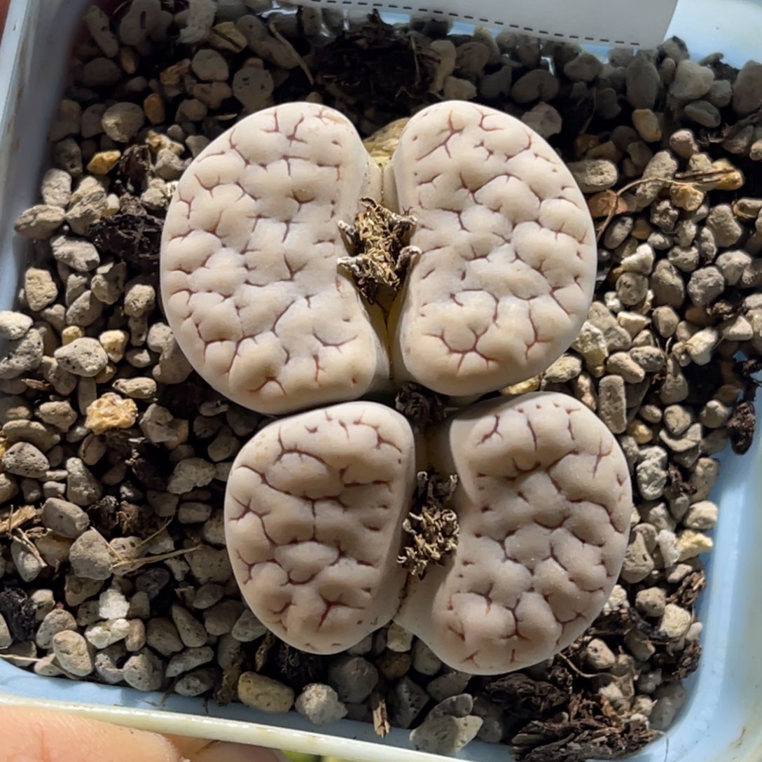 3980双头凹凸189母本