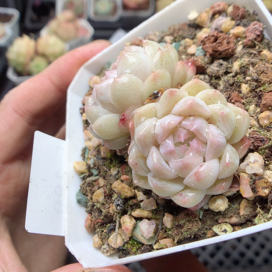 无花朵E188 yyyyyyyy