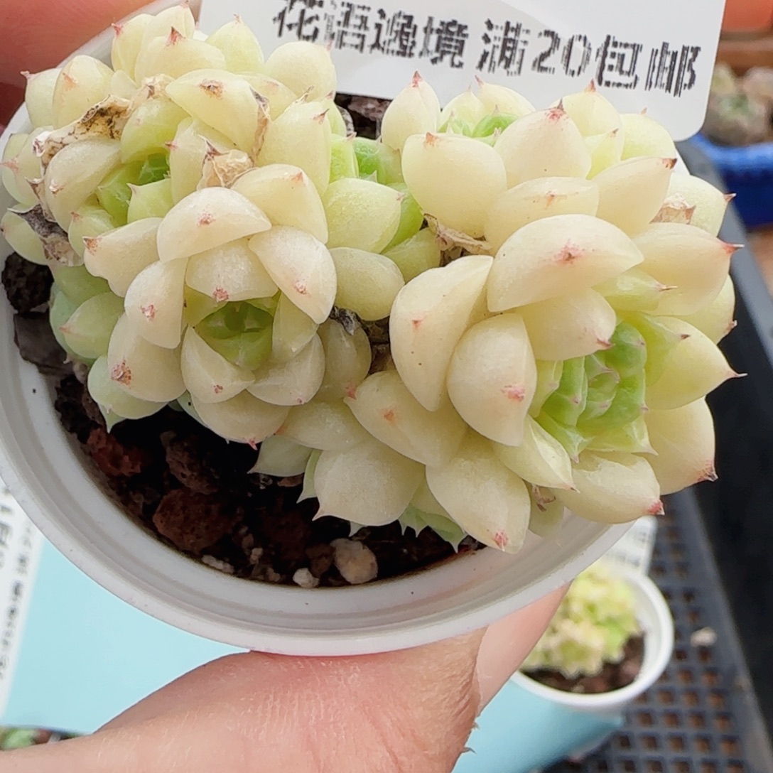 花语逸镜0811-19散