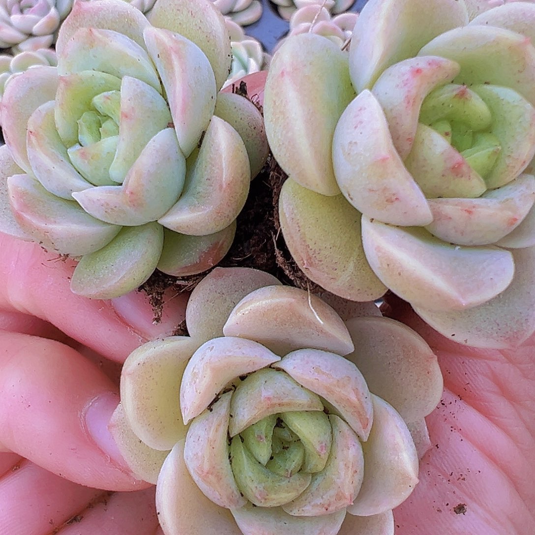 宝宝绿3颗19包邮多肉