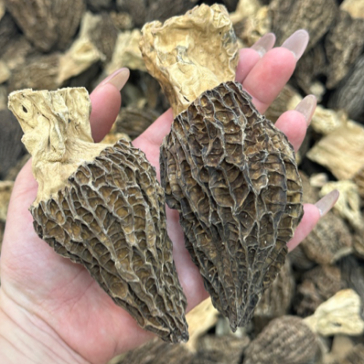 【晴晴推荐】羊肚菌干货 大号羊肚菌捡漏味道鲜浓 煲汤