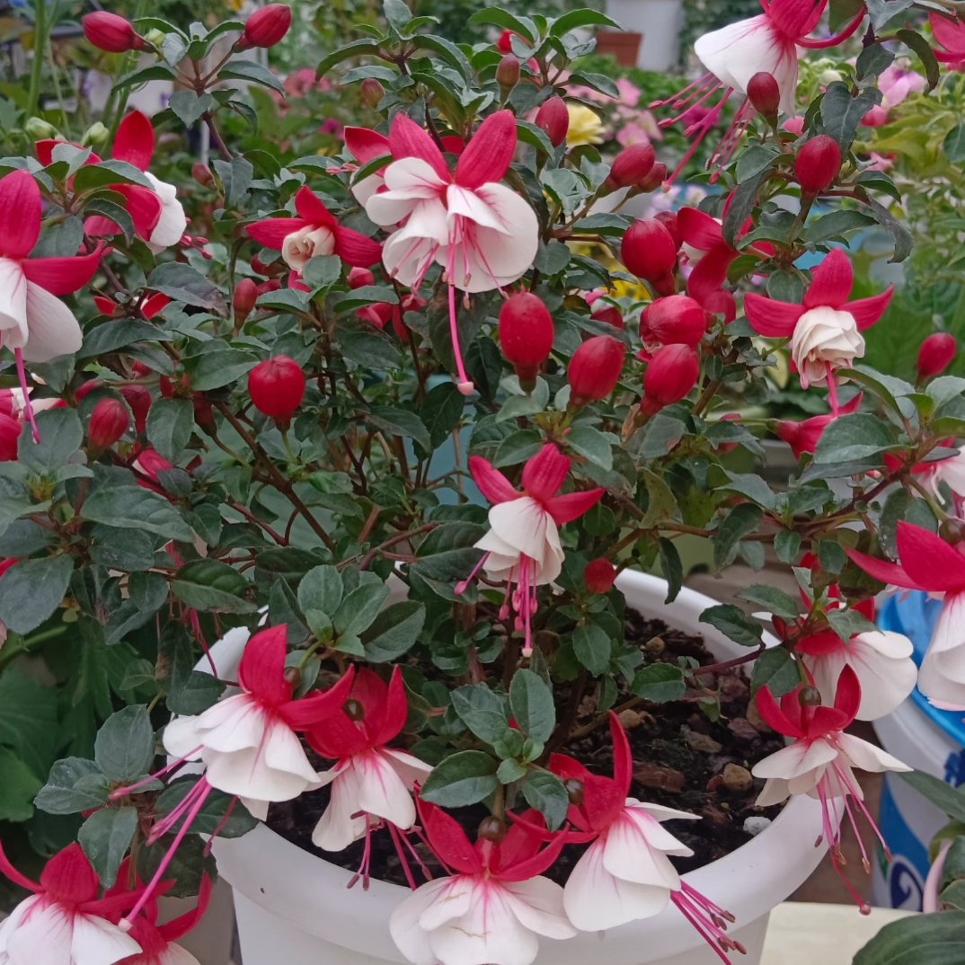 带花苞灯笼花（盆栽四季好养阳台观赏花卉绿植