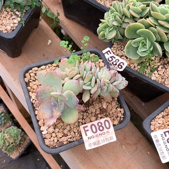 ⊹****白凤缀化080 亏本处理退款拉黑7-8天发货