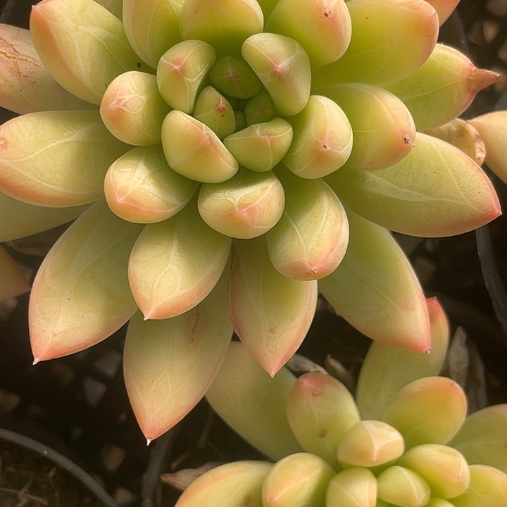 菱纱量拍18包邮111