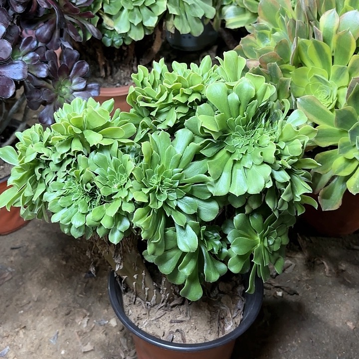 多肉植物绿羊绒缀86