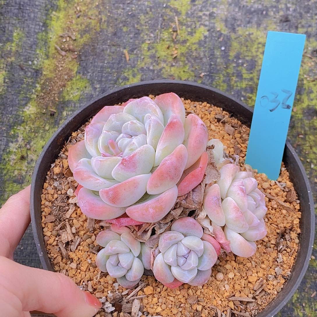 632多肉植物l老桩11