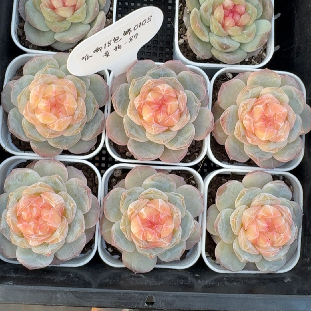 0103-089-粉椰嘟嘟一颗量拍