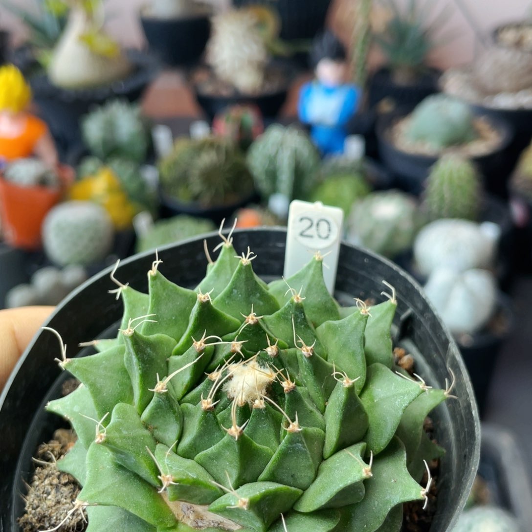 仙人球满 28包邮盆口径5公分帝冠6.8公分