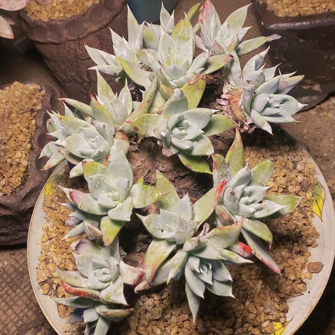 【闪购商品】哈哈哈哈流丹雪山多肉1284多肉