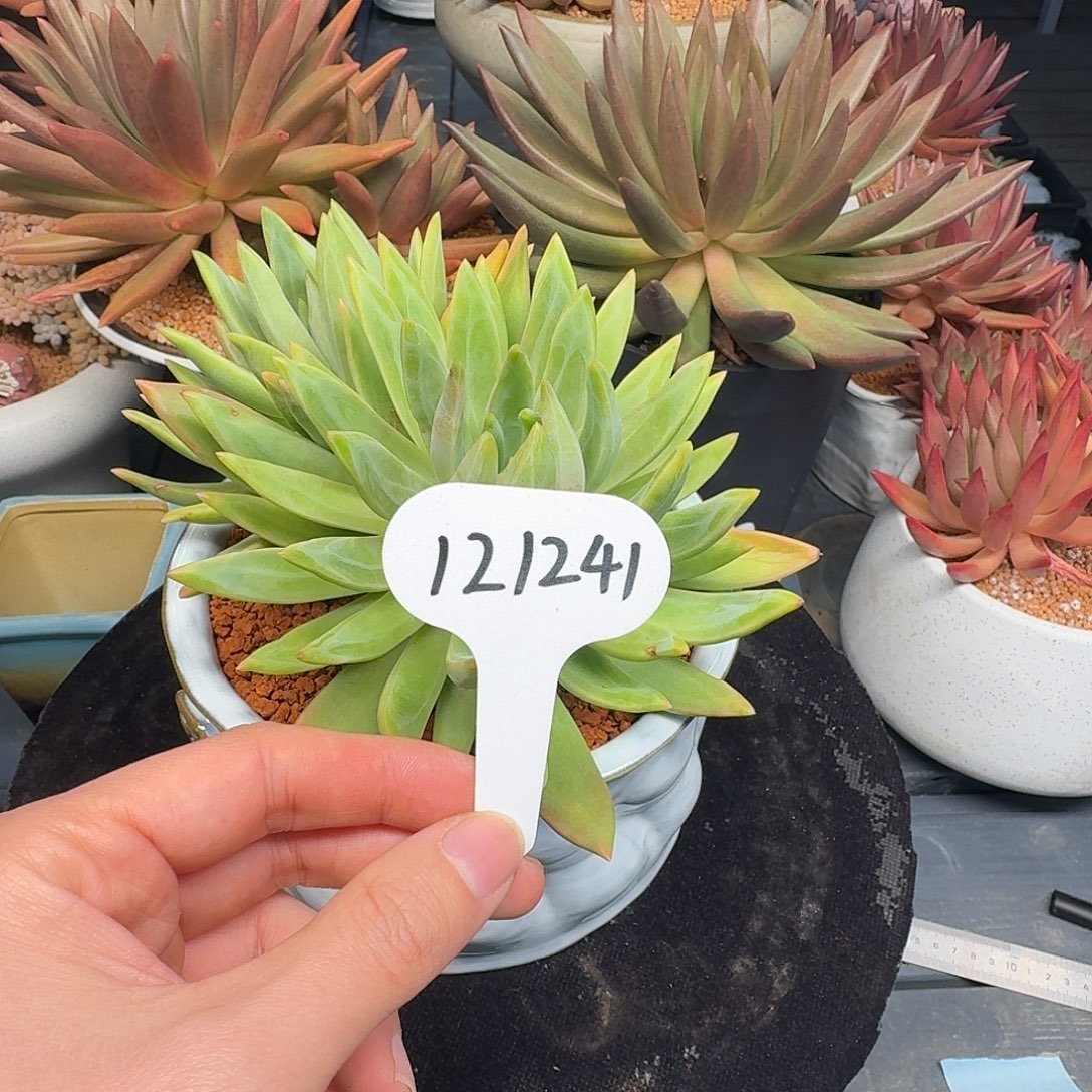 精品多肉植物121241