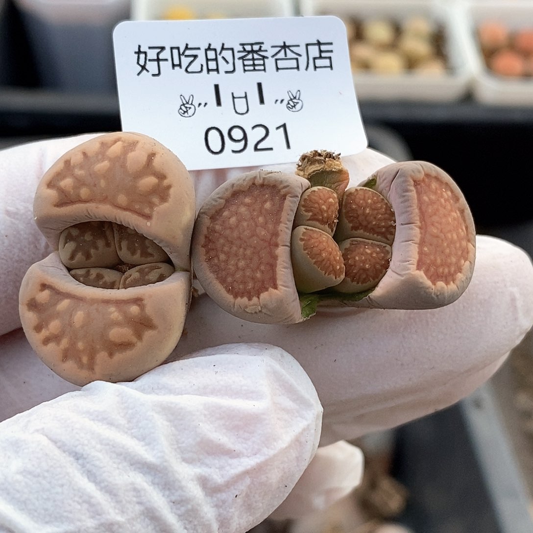 0921。零下拍保温。